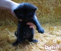 怎么让猫咪打针吃药无法挣扎
