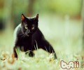 猫咪寄养前的注意事项