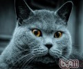 怎么挑选优质猫砂