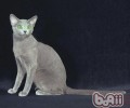 猫咪粪便看出猫咪身体状况