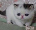猫鼻子为什么总是湿润的