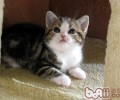 家有猫咪之新生儿进家前预备