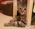 猫发烧的症状