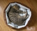 养猫怎样防备弓形虫