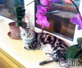 猫绝育后舔创伤怎么办