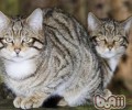 猫腿受伤了怎么办