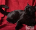 水晶猫砂使用方法