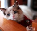 猫不吃化毛膏怎么办