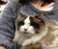 猫咪喝冷开水最健康