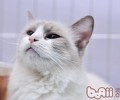 猫咪接种疫苗后需求留意什么