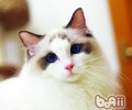 猫咪难产预兆有哪些