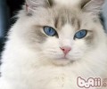 夏天猫咪为什么不吐舌头