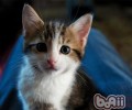 洪亮正确的抱猫咪