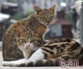 养殖猫咪挑选公猫仍是母猫好