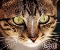 猫咪用具消毒办法