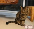 哪些日常物品对猫咪有害