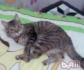 中秋猫咪单独在家注意事项