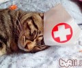 洪亮克己猫抓板