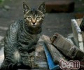 洪亮经过牙齿预算猫咪年纪