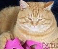 中秋寄养猫咪的注意事项
