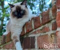 猫薄荷对猫的效果