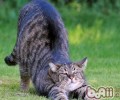 狸花猫和豹猫的差异