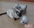 孕妈妈被猫咬了怎么办