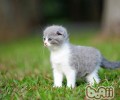 折耳猫打喷嚏的原因