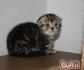 猫嘴巴臭怎么办