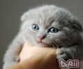 猫舔到福莱恩怎么办