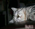 嘴上无毛，办事不牢 ——具有大效果的猫咪胡须