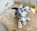 猫能吃生果吗