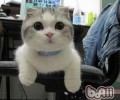 猫骨折怎么办