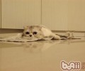 猫咪绝育后拉稀怎么办