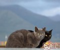 猫咪性格特征剖析