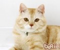 怎样给猫咪摄影