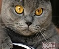 猫咪疫苗接种失利怎么办