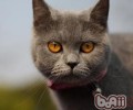 不同年纪猫咪该吃不同猫粮吗