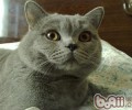 洪亮与猫咪的联系变得密切