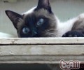 导致重生猫咪夭亡原因有哪些