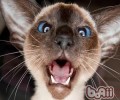 猫咪最厌烦的工作有哪些