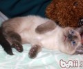 洪亮读懂猫咪的各种心情