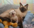 正确处理猫咪挑食问题