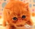 猫咪情绪低落的体现有哪些
