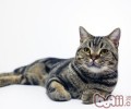 你了解你的猫咪吗