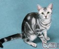 猫咪接种疫苗须知