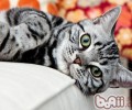 猫咪洗澡需注意六点