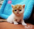 猫咪窒息怎么办