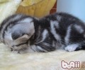 猫咪舔人表明什么