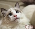 如何用纱布协助猫咪刷牙